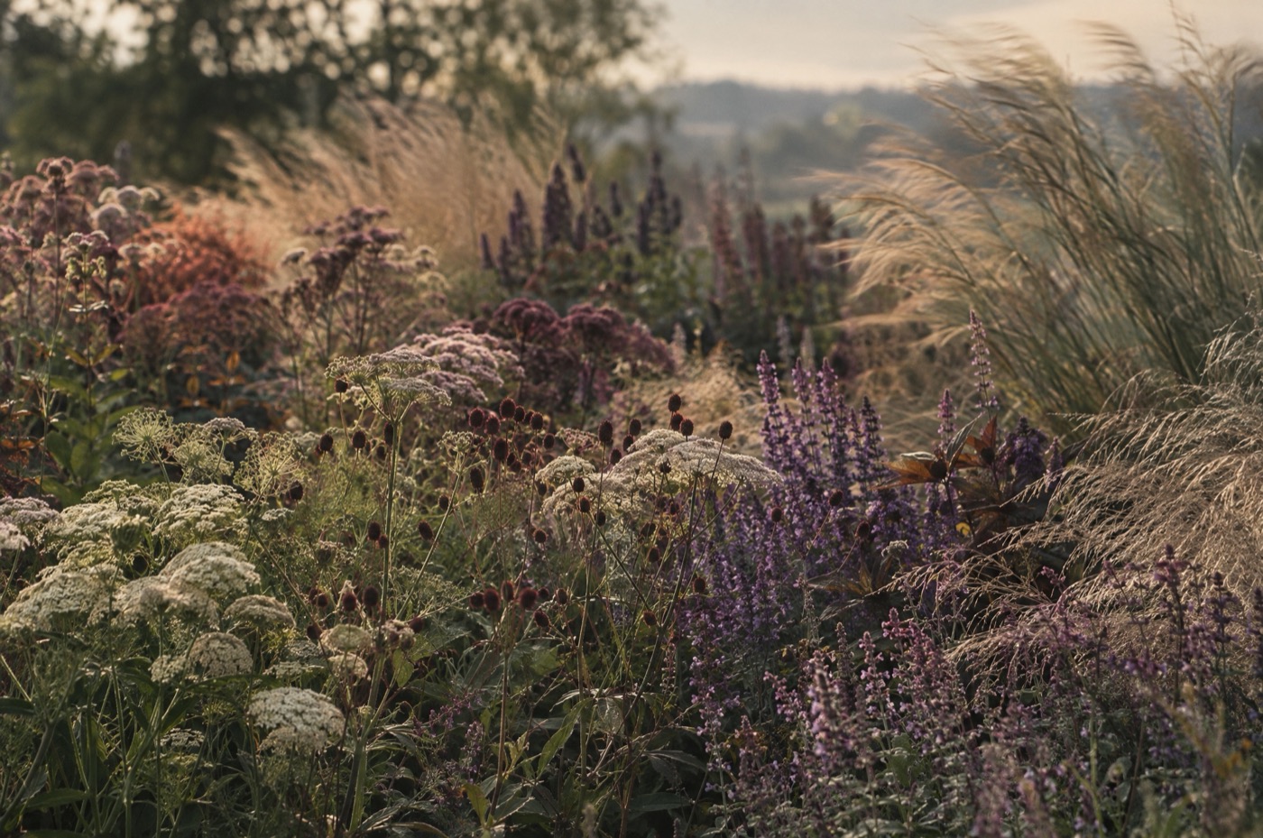A mature perennial planting scheme in full late-summer performance.