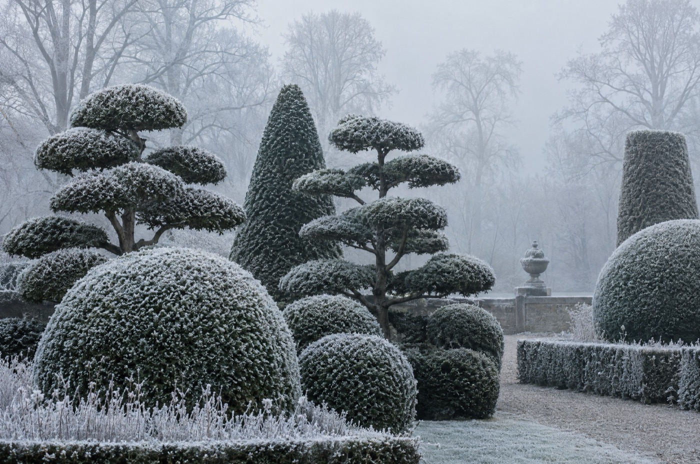 Clipped topiary domes under heavy hoar frost in a still winter garden.