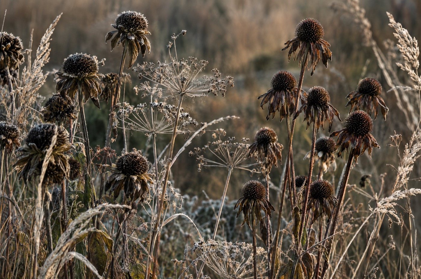 Perennial seedheads left standing into late autumn, dusted with early frost.